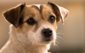 σκυλάκι εκδόσεις Ραδάμανθυς