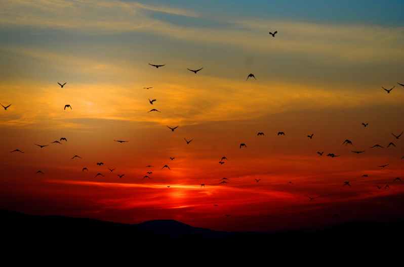 flock of birds flying above the mountain during sunset