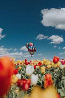white red and yellow tulip flowers